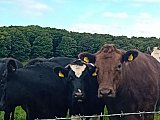 House of Binns, Abercorn & Blackness Circular - Thursday 5th September 2024